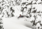 BC Powder Skiing in Trees